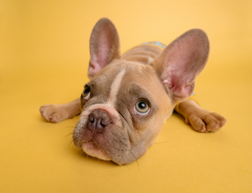 La valutazione caratteriale del cane